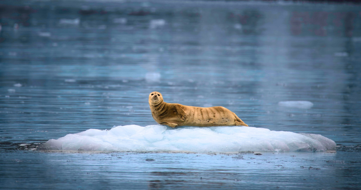 Spotted seal laying on an iceberg