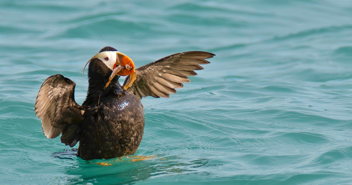 Tufted Puffin on our Happy Puffin Tour