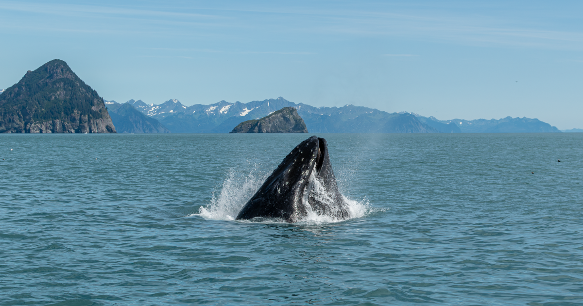 Breaching whale on our final day with Happy Puffin Tours