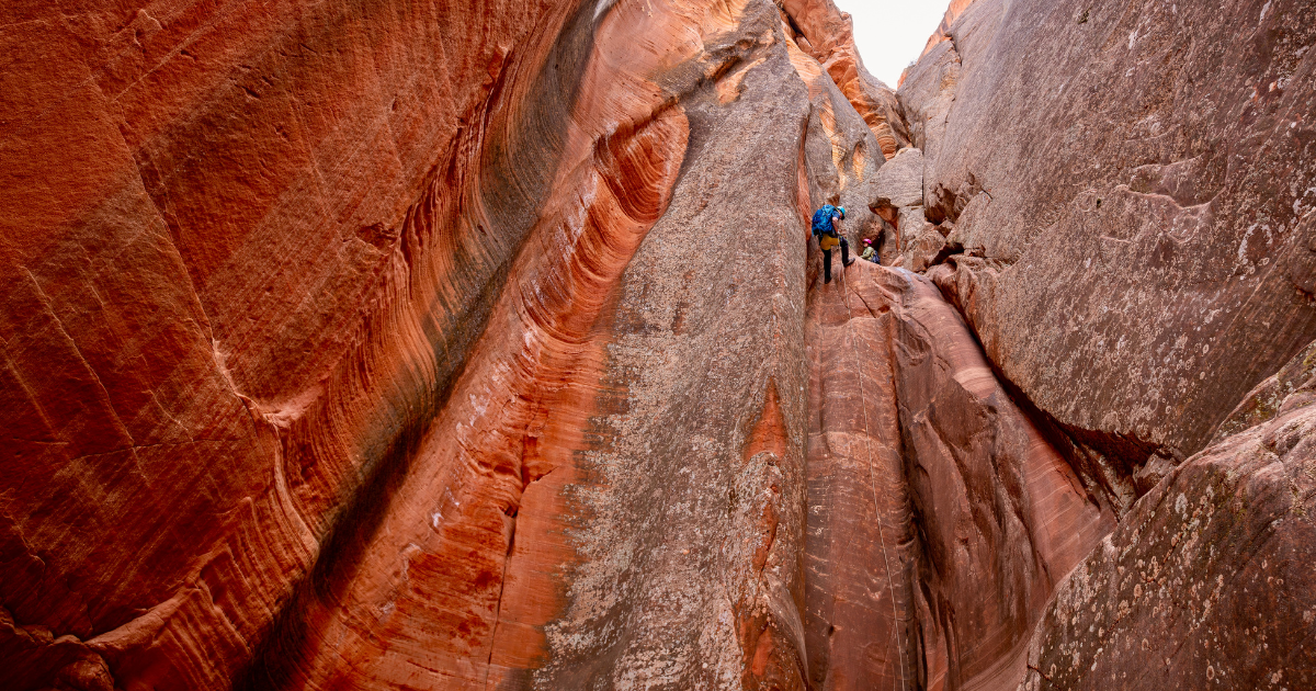 Breaching whale on our final day with Happy Puffin Tours